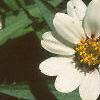 Zinnia 'White Pinwheel', flowers