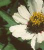 Zinnia 'White Pinwheel', flowers