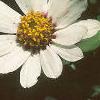 Zinnia 'White Pinwheel', flowers