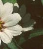 Zinnia 'White Pinwheel', flowers