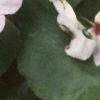 Impatiens 'Accent Bright Eyes', flowers