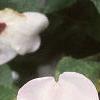 Impatiens 'Accent Bright Eyes', flowers