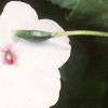 Impatiens 'Accent Bright Eyes', flowers