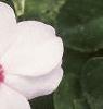 Impatiens 'Accent Bright Eyes', flowers