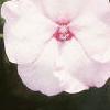 Impatiens 'Accent Bright Eyes', flowers