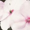 Impatiens 'Accent Bright Eyes', flowers
