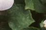 Impatiens 'Accent Bright Eyes', flowers