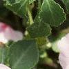 Impatiens 'Accent Pink', flowers