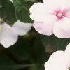 Impatiens 'Accent Pink', flowers
