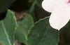 Impatiens 'Accent Pink', flowers