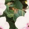Impatiens 'Accent Pink', flowers