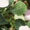 Impatiens 'Accent Pink', flowers