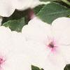 Impatiens 'Accent Pink', flowers