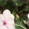 Impatiens 'Accent Pink', flowers
