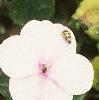 Impatiens 'Accent Pink', flowers