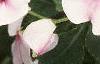 Impatiens 'Accent Pink', flowers