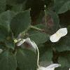 Impatiens 'Tempo Butterfly Cherry', habit