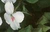 Impatiens 'Tempo Butterfly Cherry', habit