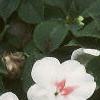 Impatiens 'Tempo Butterfly Cherry', habit