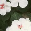 Impatiens 'Tempo Butterfly Cherry', habit