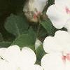 Impatiens 'Tempo Butterfly Cherry', habit