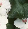 Impatiens 'Tempo Butterfly Cherry', habit