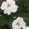 Impatiens 'Tempo Butterfly Cherry', habit