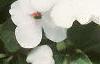 Impatiens 'Tempo Butterfly Cherry', habit