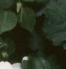 Impatiens 'Tempo Butterfly Cherry', habit
