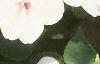Impatiens 'Tempo Butterfly Cherry', habit