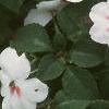 Impatiens 'Tempo Butterfly Cherry', habit