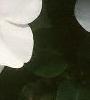 Impatiens 'Tempo Butterfly Cherry', flowers