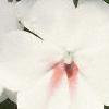 Impatiens 'Tempo Butterfly Cherry', flowers