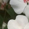 Impatiens 'Tempo Butterfly Cherry', flowers