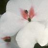 Impatiens 'Tempo Butterfly Cherry', flowers