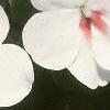 Impatiens 'Tempo Butterfly Cherry', flowers