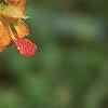 Impatiens capensis, flowers