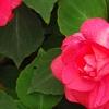 Impatiens 'Coral Splash', flowers