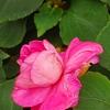 Impatiens 'Coral Splash', flowers