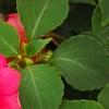 Impatiens 'Coral Splash', flowers