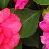 Impatiens 'Coral Splash', flowers