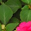 Impatiens 'Coral Splash', flowers
