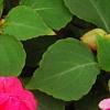 Impatiens 'Coral Splash', flowers