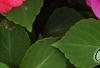 Impatiens 'Coral Splash', flowers