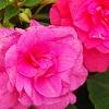 Impatiens 'Coral Splash', flowers