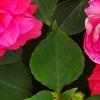 Impatiens 'Coral Splash', flowers