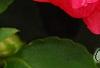 Impatiens 'Coral Splash', flowers