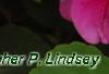 Impatiens 'Coral Splash', flowers