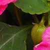 Impatiens 'Coral Splash', flowers
