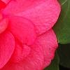 Impatiens 'Coral Splash', flowers
